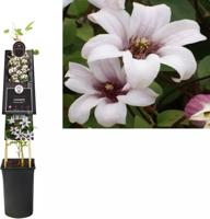 Clematis Princess Kate - bosrank Clematis Princess Kate - bosrank