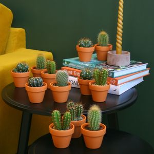 Mini Cactusbox (12 stuks)