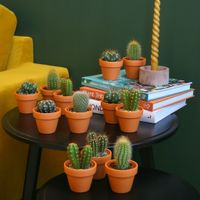 Mini Cactusbox (12 stuks)