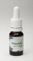 Waterlelie