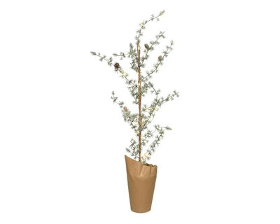 Mini boom prelit h75cm25l groen/wit - Everlands