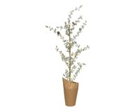 Mini boom prelit h75cm25l groen/wit - Everlands