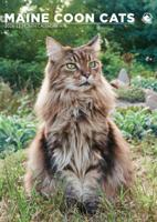 Maine Coon A3 Kalender 2026
