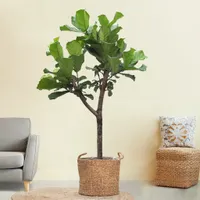 Ficus Lyrata - Vioolbladplant - P30