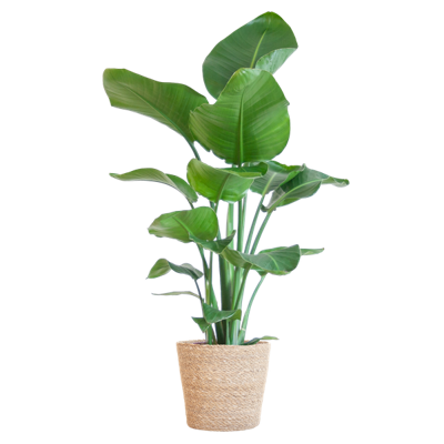 Strelitzia Nicolai met Sofia mand naturel - 80cm - Ø21