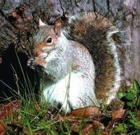 Squirrel (eekhoorn)