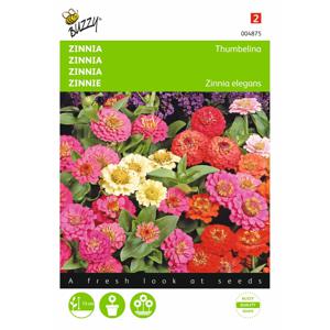 2 stuks Zinnia elgegans Thumbelina Gemengd