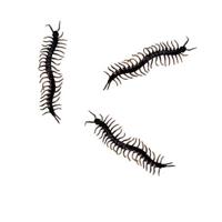 Horror decoratie nep duizendpoten - 24x stuks - zwart - 13 cm - Halloween/horror dieren insecten