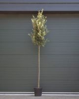 Steeneik Quercus ilex h 375 cm st. omtrek 17 cm st. h 190 cm - Warentuin Natuurlijk