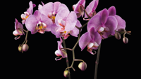 Vinyl tapijt Orchidee zwarte achtergrond