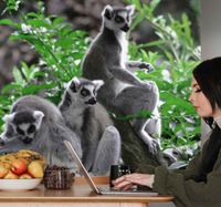 Afrika foto behang Dieren in het wild lemuren madagascar