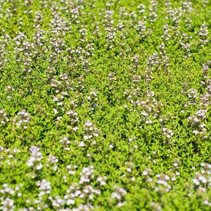 Tijm - Thymus vulg. 'Faustini'