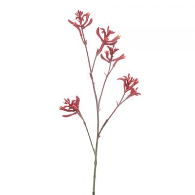 Anigozanthos