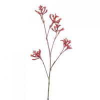 Anigozanthos
