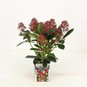 Skimmia (Skimmia Japonica “Rubella”) heester - 15-20 cm (P10.5) - 11 stuks