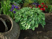 Hosta Blue Cadet - Samplant