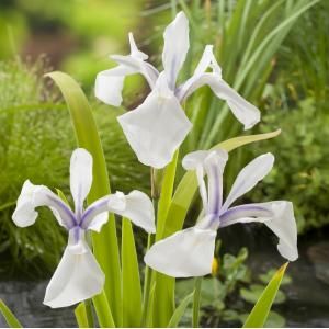 Witte Japanse iris (Iris Laevigata &ldquo;Snowdrift&rdquo;) moerasplant - 6 stuks