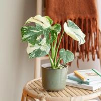 Monstera Thai Constellation - P12 Monstera Thai Constellation - P12