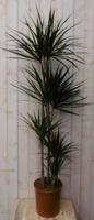 Kamerplant Drakenbloedboom Dracaena Marginata smal blad Groen 160 cm - Warentuin natuurlijk