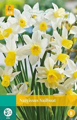 Narcissus Sailboat 4 bollen - Jub