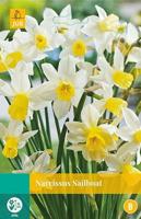 Narcissus Sailboat 4 bollen - Jub