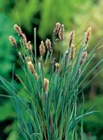 Blauwe zegge / Carex panacea