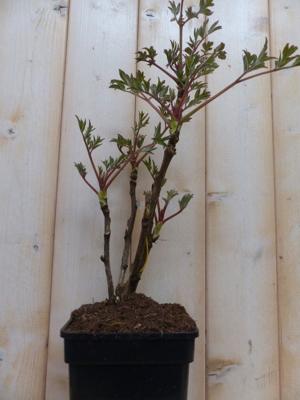 Boompioen roze Paeonia Warentuin Natuurlijk - Warentuin natuurlijk