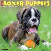 Boxer Puppies Kalender 2026
