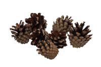 HBX Natural Living Dennenappel zak 200gr