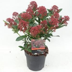Skimmia (Skimmia Japonica “Rubesta”®) heester - 20-25 cm (C2) - 6 stuks