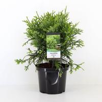 Thujopsis dolabrata 40-50 cm Conifeer Hibacipres Warentuin Natuurlijk - Warentuin natuurlijk