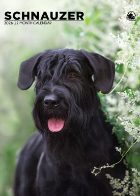 Schnauzer A3 Kalender 2026