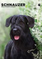 Schnauzer A3 Kalender 2026