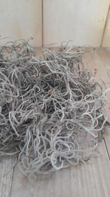 Tillandsia Tilandsia mos in bakje/zakje - Warentuin natuurlijk