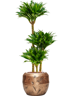 Dracaena Compacta in Baq Opus Raw Goud