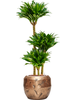Dracaena Compacta in Baq Opus Raw Goud - thumbnail