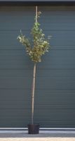 2 stuks! Olijfwilg Elaeagnus ebbingei h 225 cm st. omtrek 7 cm st. h 180 cm boom - Warentuin Natuurlijk
