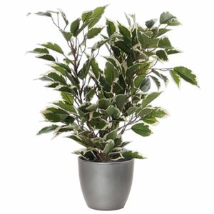 Groen/witte ficus kunstplant 40 cm met plantenpot zilver metallic D13.5 en H12.5 cm