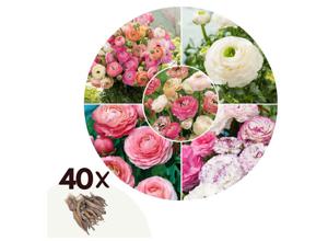 Bloembollen 'Ranunculus Pastel' - Mix - set van 40 bollen