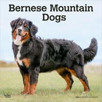 Berner Sennen Kalender 2026