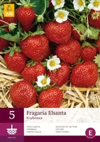 5 Fragaria Elsanta - thumbnail