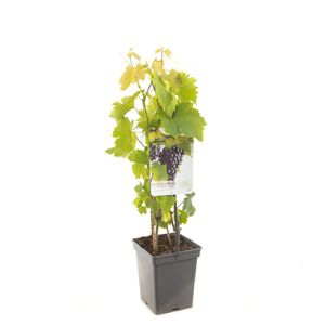 Druif vitis vin Heike struik 65 cm