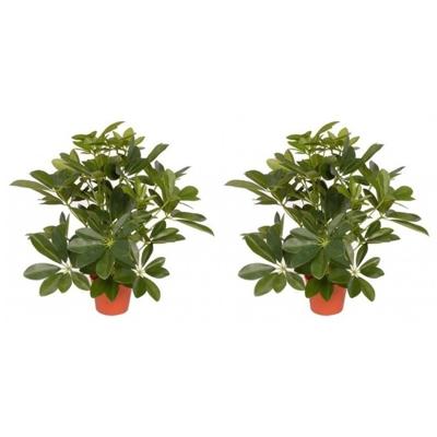 Kunstplant schefflera/baby struik - 2x - H55 cm - groene kunstplanten - kamerplanten