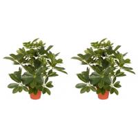 Kunstplant schefflera/baby struik - 2x - H55 cm - groene kunstplanten - kamerplanten
