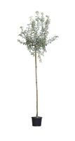 2 stuks! Wilgbladige treur sierpeer Pyrus salicifolia Pendula h 250 cm st. omtrek 8 cm st. h 220 cm boom - Warentuin Natuurlijk - thumbnail