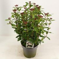 Sneeuwbal (Viburnum tinus “Ladybird”®) heester - 40-50 cm (C4.5) - 9 stuks