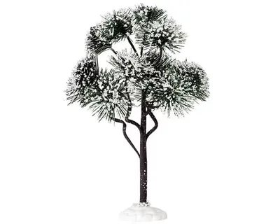 Mountain Pine Large