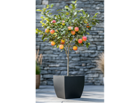 Appelboom 'Malus Elstar'