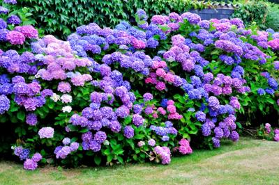 Boerenhortensia Boerenhortensia