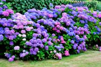 Boerenhortensia